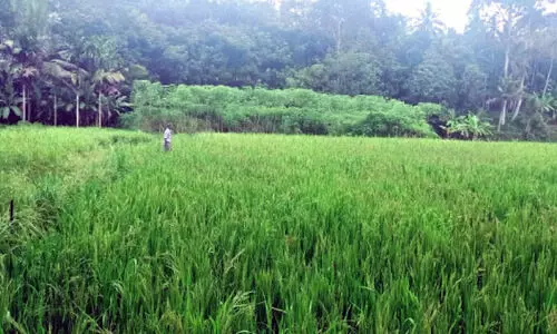 കാർഷികസമൃദ്ധിയുടെ പുനർജനിയായി തരിശുപാടത്ത്​ നെൽകൃഷി