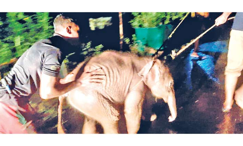 ഒഴുക്കിൽപെട്ട കാട്ടാനക്കുട്ടിയെ രക്ഷിച്ചു