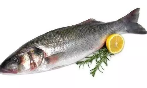 മത്സ്യമേഖലയിലും സ്​റ്റാർട്ടപ്​​ കാളാഞ്ചി വിത്തുൽപാദനത്തിൽ രാജ്യത്തെ ആദ്യ സ്വകാര്യസംരംഭം