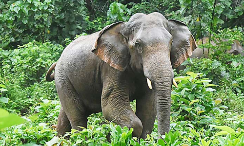 വടാട്ടുപാറ റോഡിൽ ഒറ്റയാൻ; പടിപ്പാറയിൽ കൃഷി നശിപ്പിച്ചു