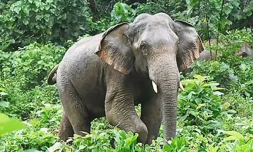 വടാട്ടുപാറ റോഡിൽ ഒറ്റയാൻ; പടിപ്പാറയിൽ കൃഷി നശിപ്പിച്ചു