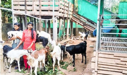 ആടുജീവിതമല്ല, ജിജിയുടേത്​ ആടുകൾക്കൊപ്പമുള്ള ജീവിതം