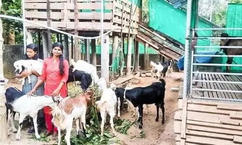 ആടുജീവിതമല്ല, ജിജിയുടേത്​ ആടുകൾക്കൊപ്പമുള്ള ജീവിതം