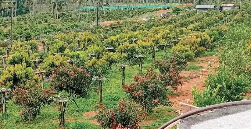 നൂ​റി​ലേ​റെ ഇ​നം പ​ഴ​വ​ർ​ഗ​ങ്ങ​ൾ; എ​ട​പ്പ​റ്റ​യു​ടെ മ​ണ്ണി​ൽ മാ​ധു​ര്യം വി​ള​യി​ച്ച്​ അ​ഷ്​​റ​ഫ്​