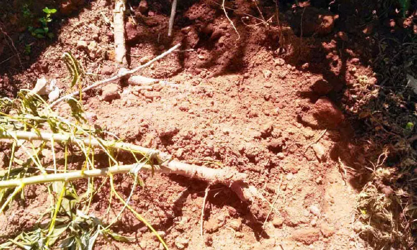 ചെമ്പ്രയിൽ കാട്ടുപന്നി സംഘകൃഷി നശിപ്പിച്ചു ചെമ്പ്രയിൽ കാട്ടുപന്നി സംഘകൃഷി നശിപ്പിച്ചു