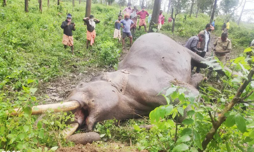 കാട്ടാനകൾ ഏറ്റുമുട്ടി; കൊമ്പൻ ചെരിഞ്ഞു