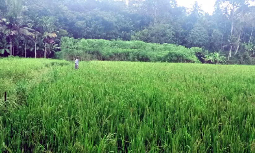 കാർഷികസമൃദ്ധിയുടെ പുനർജനിയായി തരിശുപാടത്ത് നെൽകൃഷി കാർഷികസമൃദ്ധിയുടെ പുനർജനിയായി തരിശുപാടത്ത് നെൽകൃഷി