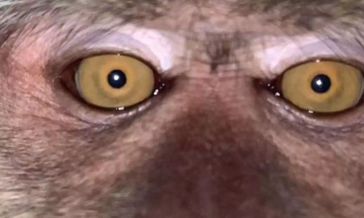 കാട്ടിൽ നഷ്​ടപ്പെട്ട ഫോൺ തിരിച്ച്​ കിട്ടിയപ്പോൾ കുരങ്ങൻെറ സെൽഫിയും വിഡിയോയും