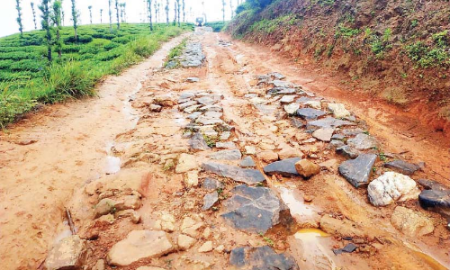 റോഡില്ല; നാരങ്ങാച്ചാൽ കോളനിക്ക്​ ദുരിതയാത്ര