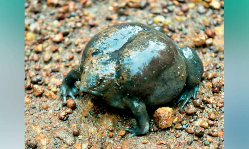 അപൂർവ വിരുന്നുകാരനായി പാതാളത്തവള