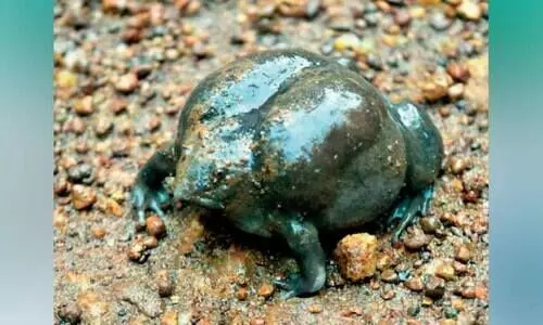 അപൂർവ വിരുന്നുകാരനായി പാതാളത്തവള