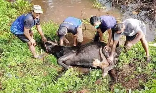 ​ൈദവം 101ൽ വിളിച്ചു​; ആ മിണ്ടാപ്രാണിക്ക് പുനർജനി