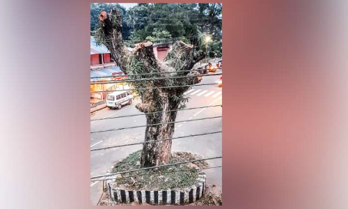 വാകമുത്തശ്ശിയുടെ മുറിവുണക്കാൻ പ്രകൃതിസ്നേഹികൾ ഒത്തുകൂടി