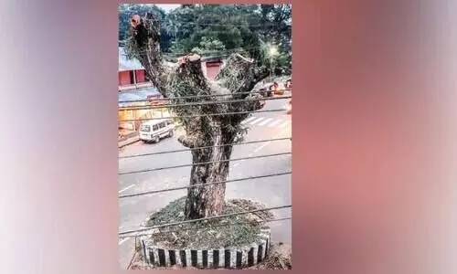 വാകമുത്തശ്ശിയുടെ മുറിവുണക്കാൻ പ്രകൃതിസ്നേഹികൾ ഒത്തുകൂടി