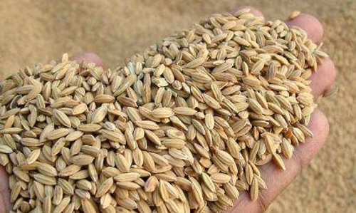 നെല്ല് സംഭരണം ഈമാസം തന്നെ