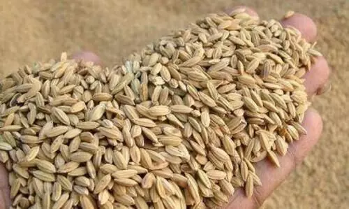 നെല്ല് സംഭരണം ഈമാസം തന്നെ നെല്ല് സംഭരണം ഈമാസം തന്നെ