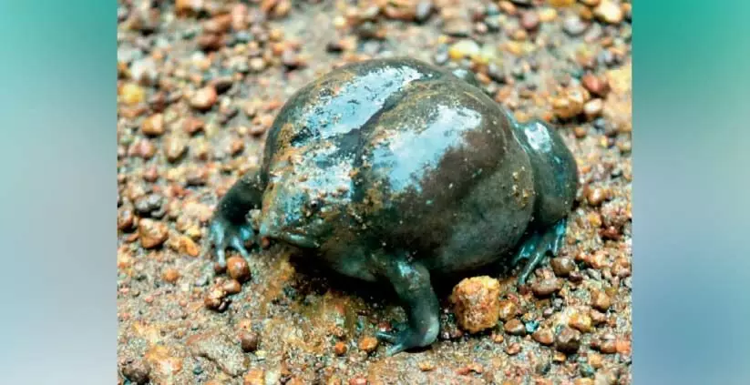 അപൂർവ വിരുന്നുകാരനായി പാതാളത്തവള അപൂർവ വിരുന്നുകാരനായി പാതാളത്തവള