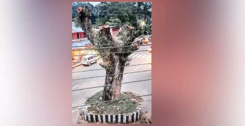 വാകമുത്തശ്ശിയുടെ മുറിവുണക്കാൻ പ്രകൃതിസ്നേഹികൾ ഒത്തുകൂടി