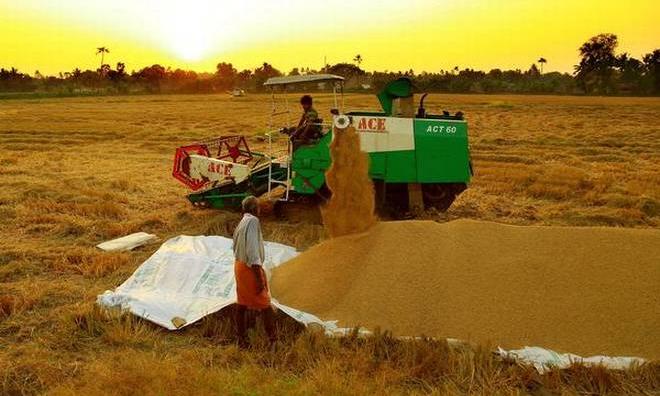 കൊയ്ത്തുയന്ത്രം എത്തിയിട്ടും വിളവെടുപ്പിന് കാലതാമസം നേരിടുന്നു കൊയ്ത്തുയന്ത്രം എത്തിയിട്ടും വിളവെടുപ്പിന് കാലതാമസം നേരിടുന്നു