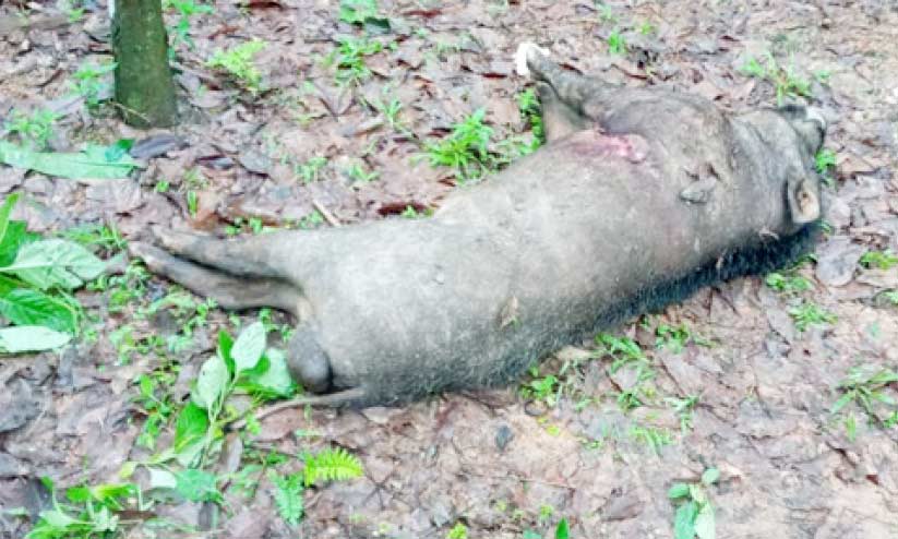 കൃഷിയിടത്തിലിറങ്ങിയ കാട്ടുപന്നികളെ വനംവകുപ്പ് ഉദ്യോഗസ്ഥര് വെടിവെച്ച് കൊന്നു കൃഷിയിടത്തിലിറങ്ങിയ കാട്ടുപന്നികളെ വനംവകുപ്പ് ഉദ്യോഗസ്ഥര് വെടിവെച്ച് കൊന്നു