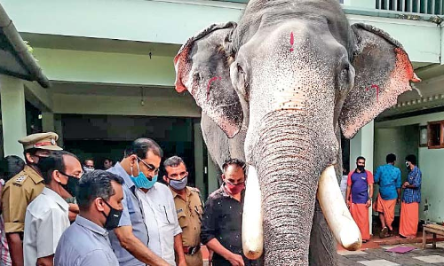 ക്ഷേത്രങ്ങളിൽ ഒരു ആനയെ ഉപയോഗിച്ചുള്ള ചടങ്ങുകൾക്ക് അനുമതി