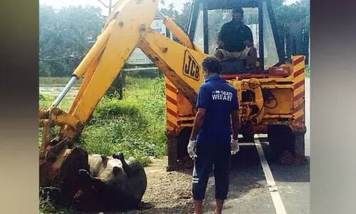 ചത്ത പോത്തിനെ ഉപേക്ഷിച്ച നിലയിൽ