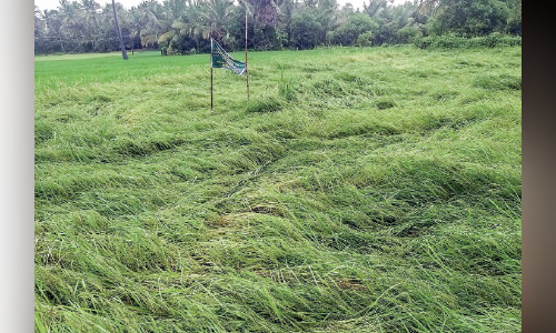 പാലക്കാട്​ ജില്ലയിൽ 40 കോടിയുടെ കൃഷിനാശം