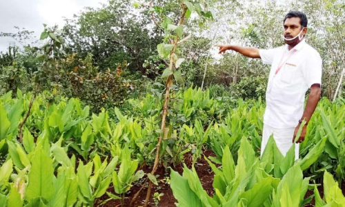 thillankeri agriculture