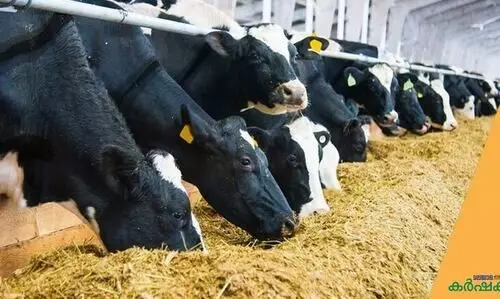 കാലിത്തീറ്റയിൽനിന്ന്​ വിഷബാധ: പരിശോധന റിപ്പോർട്ട്​ എവിടെ?