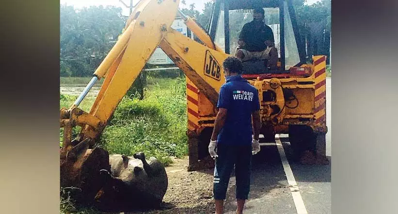 ചത്ത പോത്തിനെ ഉപേക്ഷിച്ച നിലയിൽ