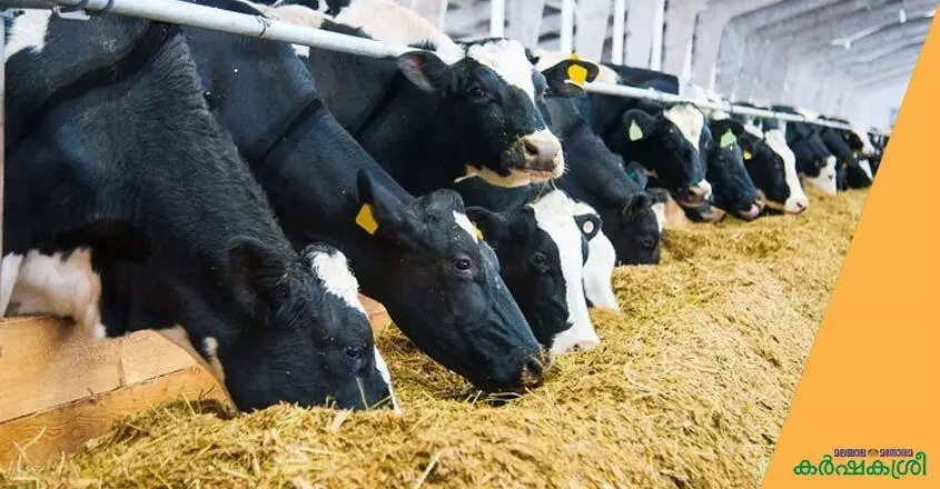 കാലിത്തീറ്റയിൽനിന്ന്​ വിഷബാധ: പരിശോധന റിപ്പോർട്ട്​ എവിടെ?