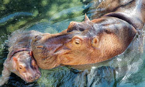 അൽ ​െഎൻ മൃഗശാലയിൽ ഇന്നുമുതൽ സന്ദർശകർക്ക് പ്രവേശനം