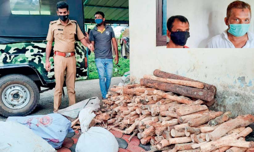 രഹസ‍്യ കേന്ദ്രത്തിൽ സൂക്ഷിച്ച 625 കിലോ ചന്ദനവുമായി രണ്ടുപേർ പിടിയിൽ