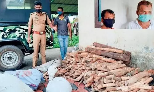 രഹസ‍്യ കേന്ദ്രത്തിൽ സൂക്ഷിച്ച 625 കിലോ ചന്ദനവുമായി രണ്ടുപേർ പിടിയിൽ