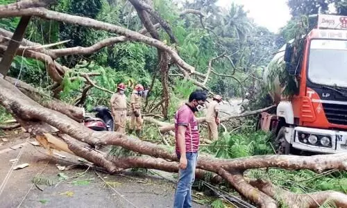 വാ​ഹ​ന​ങ്ങ​ൾ​ക്ക് മു​ക​ളി​ലേ​ക്ക് കൂ​റ്റ​ൻ മ​ര​ക്കൊ​മ്പ് വീണു; സ്കൂ​ട്ട​ർ യാ​ത്രി​ക​ർ കൊ​മ്പു​ക​ൾ​ക്കി​ട​യി​ൽ കു​ടു​ങ്ങി