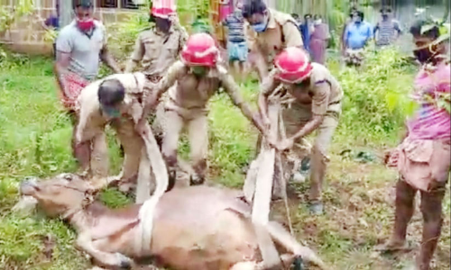 കിണറ്റിൽ വീണ പശുവിനെ രക്ഷപ്പെടുത്തി