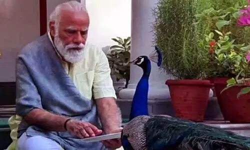modi with Peacock modi with Peacock