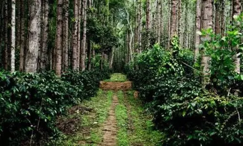 അട്ടപ്പാടി കരാർ: വിവരങ്ങൾ നൽകരുതെന്ന് സബ് കളക്ടറുടെ നിർദ്ദേശം