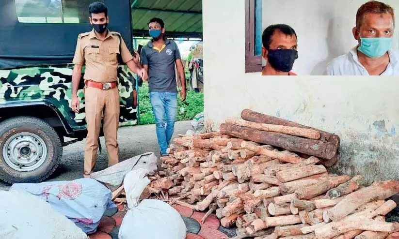 രഹസ‍്യ കേന്ദ്രത്തിൽ സൂക്ഷിച്ച 625 കിലോ ചന്ദനവുമായി രണ്ടുപേർ പിടിയിൽ