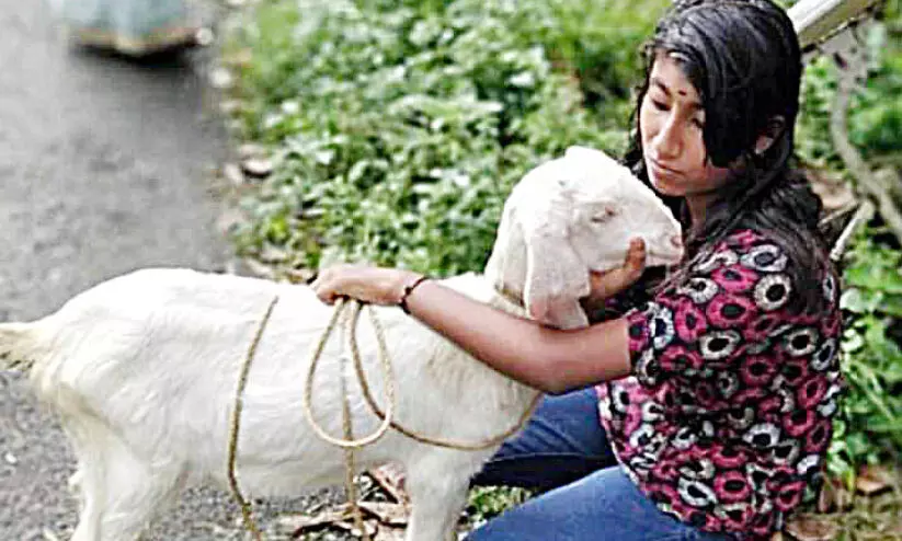 മണിക്കുട്ടിക്ക് പകരമാകില്ലെങ്കിലും പൊലീസ് നൽകി ഗായത്രിക്ക് കൂട്ടായി കുഞ്ഞാട് മണിക്കുട്ടിക്ക് പകരമാകില്ലെങ്കിലും പൊലീസ് നൽകി ഗായത്രിക്ക് കൂട്ടായി കുഞ്ഞാട്