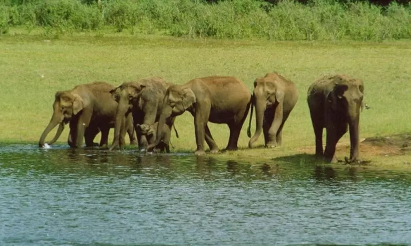 ഇടുക്കി വന്യജീവി വാരാഘോഷം ഒക്ടോബര് രണ്ടു മുതല് ഏഴു വരെ ഇടുക്കി വന്യജീവി വാരാഘോഷം ഒക്ടോബര് രണ്ടു മുതല് ഏഴു വരെ