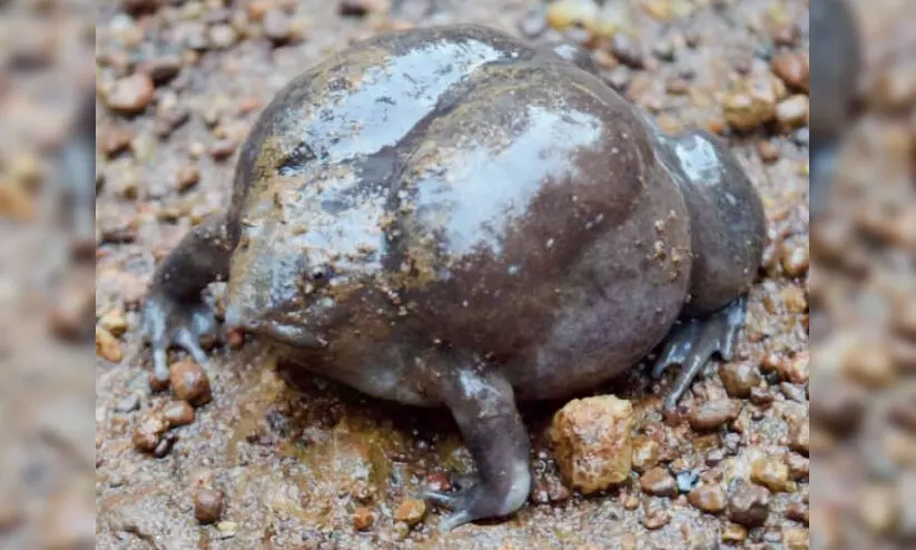 ജന്തുലോകത്തെ മഹാബലി ഉപ്പുകുളത്തുമെത്തി