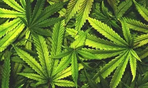 കഞ്ചാവ് വേട്ട: ആയഞ്ചേരിയിൽ ആശങ്ക