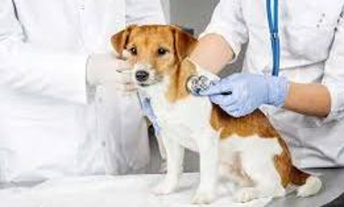 veterinery doctor