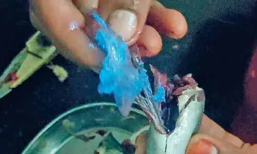 blue light inside fish in changaramkulam