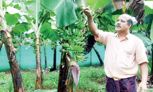 കൃഷിയിൽ ഒരു ഉണ്ണികൃഷ്ണൻ മാതൃക