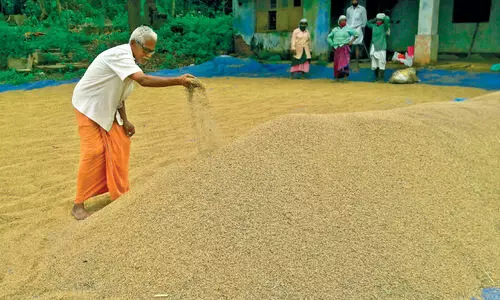 farmer trying to dry paddy