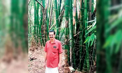 ഇവിടെയുണ്ട്, ഇളങ്കാറ്റിൽ സംഗീതം പൊഴിക്കുന്ന മുളങ്കൂട്ടങ്ങൾ