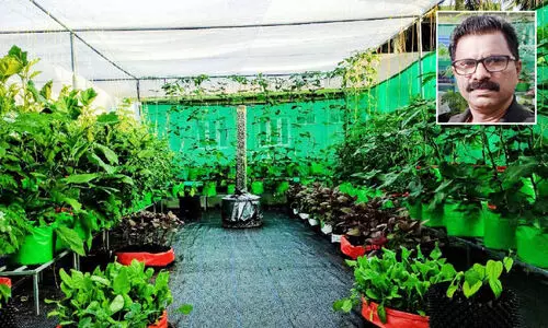 hariharan farmin, hariharan in inset