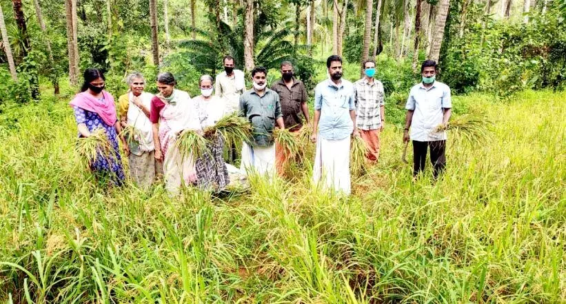 medicine0-paddy medicine0-paddy